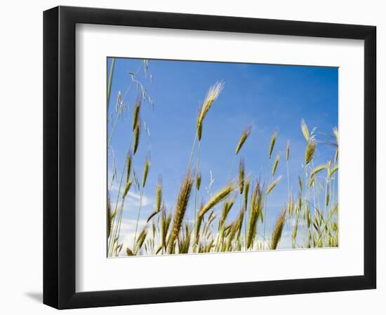 Wheat Field, Siena Province, Tuscany, Italy-Nico Tondini-Framed Photographic Print