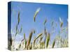 Wheat Field, Siena Province, Tuscany, Italy-Nico Tondini-Stretched Canvas