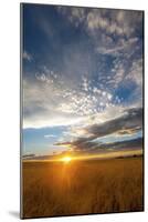 Wheat Field Sunset-Dan Ballard-Mounted Photographic Print