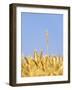 Wheat Field, Triticum Aestivum, Ears, Sky, Blue-Herbert Kehrer-Framed Photographic Print