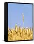 Wheat Field, Triticum Aestivum, Ears, Sky, Blue-Herbert Kehrer-Framed Stretched Canvas