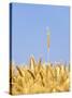 Wheat Field, Triticum Aestivum, Ears, Sky, Blue-Herbert Kehrer-Stretched Canvas