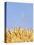 Wheat Field, Triticum Aestivum, Ears, Sky, Blue-Herbert Kehrer-Stretched Canvas
