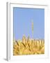 Wheat Field, Triticum Aestivum, Ears, Sky, Blue-Herbert Kehrer-Framed Photographic Print