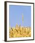 Wheat Field, Triticum Aestivum, Ears, Sky, Blue-Herbert Kehrer-Framed Photographic Print