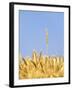 Wheat Field, Triticum Aestivum, Ears, Sky, Blue-Herbert Kehrer-Framed Photographic Print
