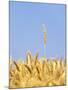 Wheat Field, Triticum Aestivum, Ears, Sky, Blue-Herbert Kehrer-Mounted Photographic Print