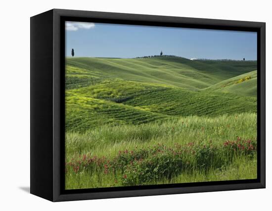 Wheat field, Tuscany, Italy-Adam Jones-Framed Stretched Canvas