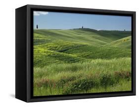 Wheat field, Tuscany, Italy-Adam Jones-Framed Stretched Canvas