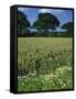 Wheat Field with Wild Flowers on the Edge on Farmland Near Warwick, Warwickshire, England, UK-David Hughes-Framed Stretched Canvas