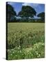 Wheat Field with Wild Flowers on the Edge on Farmland Near Warwick, Warwickshire, England, UK-David Hughes-Stretched Canvas