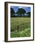 Wheat Field with Wild Flowers on the Edge on Farmland Near Warwick, Warwickshire, England, UK-David Hughes-Framed Photographic Print