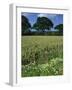 Wheat Field with Wild Flowers on the Edge on Farmland Near Warwick, Warwickshire, England, UK-David Hughes-Framed Photographic Print