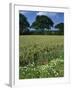 Wheat Field with Wild Flowers on the Edge on Farmland Near Warwick, Warwickshire, England, UK-David Hughes-Framed Photographic Print