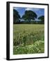 Wheat Field with Wild Flowers on the Edge on Farmland Near Warwick, Warwickshire, England, UK-David Hughes-Framed Photographic Print