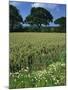 Wheat Field with Wild Flowers on the Edge on Farmland Near Warwick, Warwickshire, England, UK-David Hughes-Mounted Photographic Print