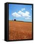 Wheat Field-null-Framed Stretched Canvas