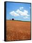 Wheat Field-null-Framed Stretched Canvas