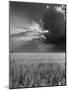 Wheat Field-Ed Clark-Mounted Photographic Print