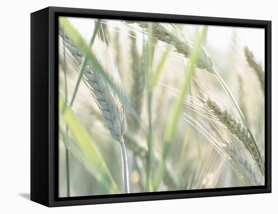 Wheat Field-null-Framed Stretched Canvas