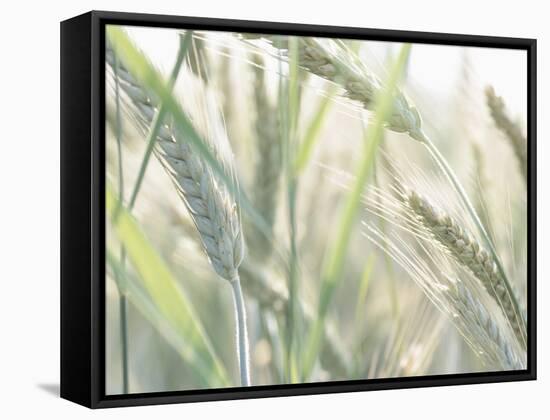 Wheat Field-null-Framed Stretched Canvas