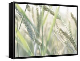 Wheat Field-null-Framed Stretched Canvas