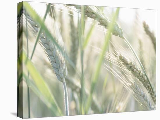Wheat Field-null-Stretched Canvas