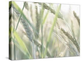 Wheat Field-null-Stretched Canvas