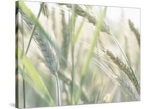 Wheat Field-null-Stretched Canvas