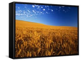 Wheat Field-Darrell Gulin-Framed Stretched Canvas