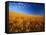 Wheat Field-Darrell Gulin-Framed Stretched Canvas