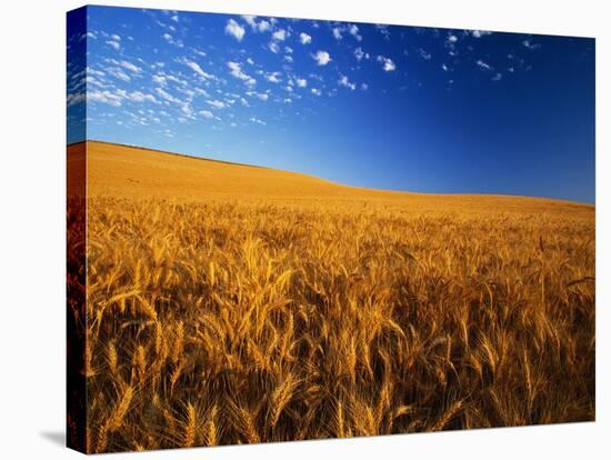 Wheat Field-Darrell Gulin-Stretched Canvas