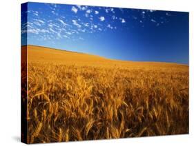 Wheat Field-Darrell Gulin-Stretched Canvas