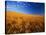 Wheat Field-Darrell Gulin-Stretched Canvas