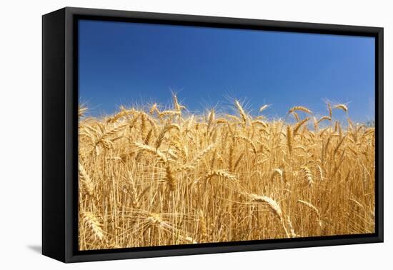 Wheat Field-Craig Tuttle-Framed Stretched Canvas