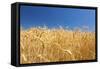 Wheat Field-Craig Tuttle-Framed Stretched Canvas