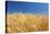 Wheat Field-Craig Tuttle-Stretched Canvas