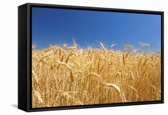 Wheat Field-Craig Tuttle-Framed Stretched Canvas