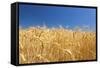 Wheat Field-Craig Tuttle-Framed Stretched Canvas