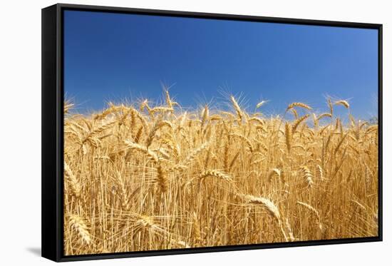 Wheat Field-Craig Tuttle-Framed Stretched Canvas