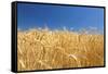 Wheat Field-Craig Tuttle-Framed Stretched Canvas