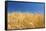 Wheat Field-Craig Tuttle-Framed Stretched Canvas