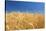 Wheat Field-Craig Tuttle-Stretched Canvas