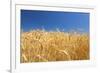 Wheat Field-Craig Tuttle-Framed Premium Photographic Print