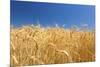 Wheat Field-Craig Tuttle-Mounted Premium Photographic Print