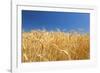 Wheat Field-Craig Tuttle-Framed Premium Photographic Print