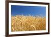 Wheat Field-Craig Tuttle-Framed Premium Photographic Print
