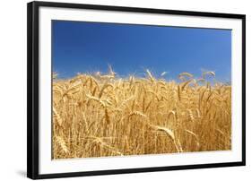 Wheat Field-Craig Tuttle-Framed Premium Photographic Print