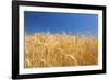 Wheat Field-Craig Tuttle-Framed Premium Photographic Print