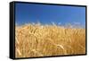 Wheat Field-Craig Tuttle-Framed Stretched Canvas